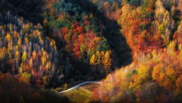 Как прекрасны у осени краски, И чарующий лес золотой