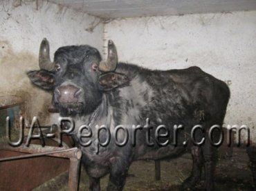 В Кричево возрождают поголовье буйволов