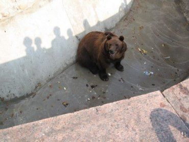 В румынских Карпатах на американских туристов напал медведь