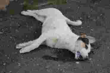 На ул. Русской был найден этот мертвый пес