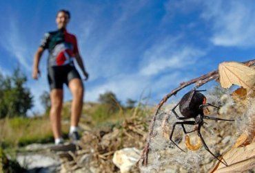 Климат в Бельгии подходит для паука "Черная вдова"