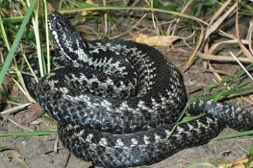 В Закарпатской области обитают 5 видов змей