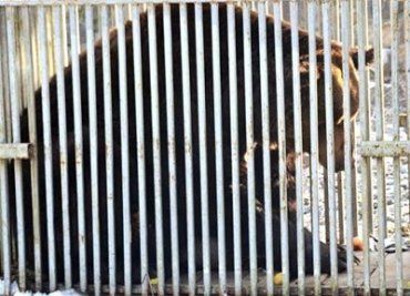 На реабилитацию в Закарпатье привезли привезли медведя из Хмельницка