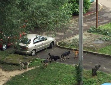 Бездомные собаки в ужгородском микрорайоне "Шахта"