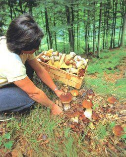 На Закарпатье отравились грибами 12 человек