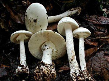На Закарпатті отруїлись грибами 12 чоловік