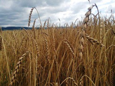 Закарпатский фермер выращивает для Европы эко-продукты
