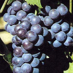 Виноградная гроздь.