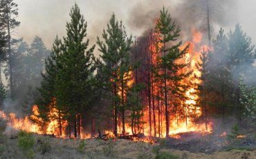 Південь України накрила хвиля моторошних пожеж