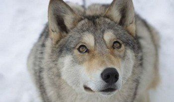 В Межгорском районе волк напал на собаку
