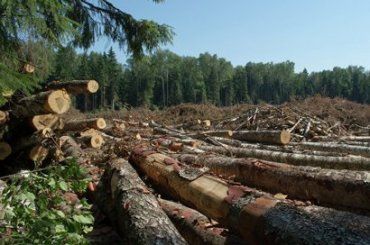 Закарпатские лесоводы зарабатывают миллионы