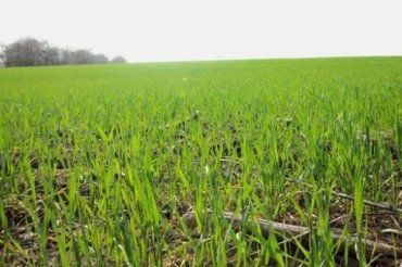 На Закарпатье посеяно озимых зерновых культур на площади более 32 тысяч га