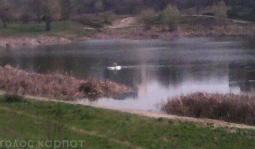 На озере "кирпичка" в Ужгороде замечено двух белых лебедей