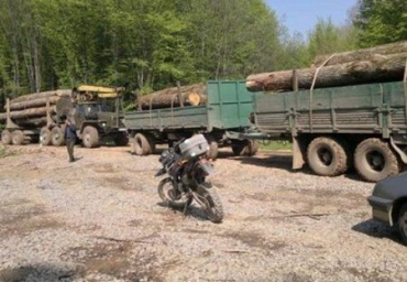 Полиция задержала в Закарпатье грузовики с лесом