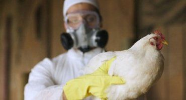 В Херсонской области выявлены первые случаи птичьего гриппа у домашней птицы
