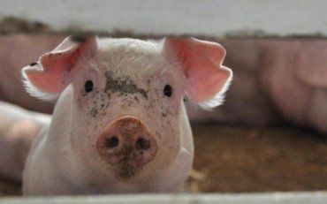 Новий спалах африканської чуми свиней зафіксували ветеринари на Харківщині