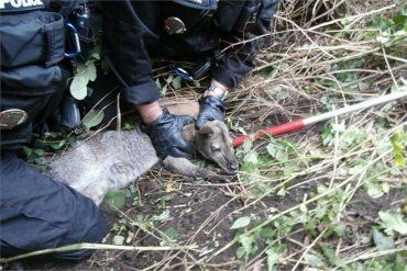 Уже второй раз за последние семь дней полицейские города Пльзень ловили кенгуру