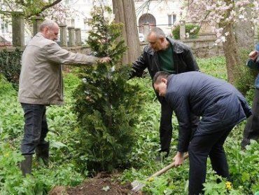 Ужгородские чиновники сажали экзотические деревья