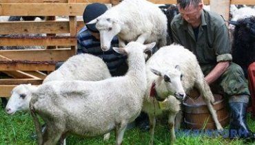 На Закарпатье овцеводство на грани исчезновения