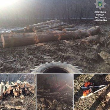 На автодороге "Киев-Чоп" обнаружили 40 кубов срезанного леса