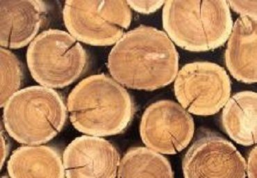 Таможенники в Закарпатье изъяли экспортируемые лесоматериалы на 140 тыс. грн