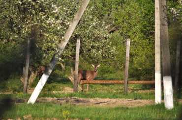 Плямистих оленів та елітних козуль можна побачити на Ужгородщині