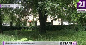 Середній вік дерев ужгородського дендропарку – 100 років!