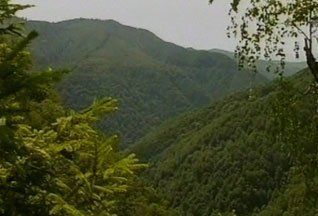 В Карпатах сертифицируют леса по схеме FSC.