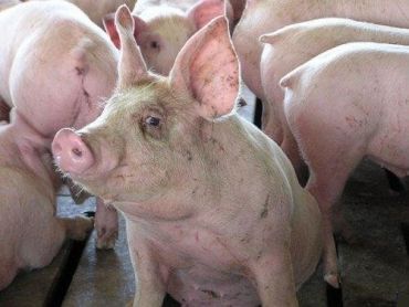 В Украине все чаще фиксируют случаи заражения свиней африканской чумой