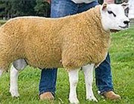 Овца по цене Феррари