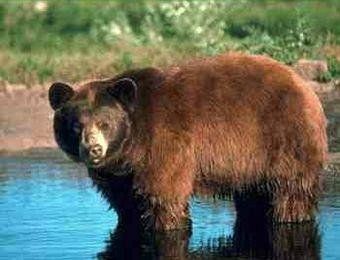 Алтай атакуют голодные медведи