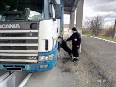 В Закарпатье на границе с Румынией собака обнаружила в фуре контрабанду