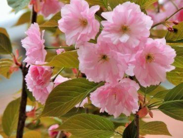 Цветение сакур - необычайно красивое зрелище