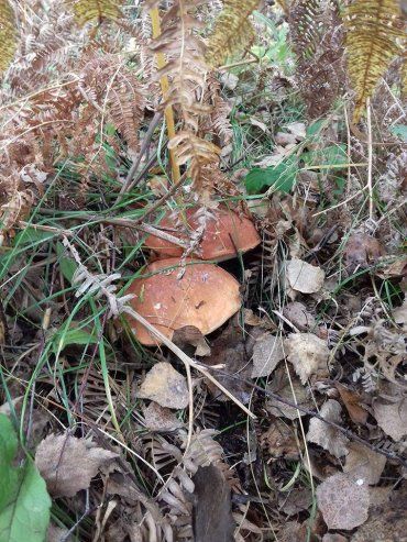 Осінні гриби збирають і поблизу Ужгорода.