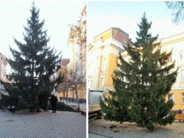 Первая на Закарпатье новогодняя елка установлена в Берегово