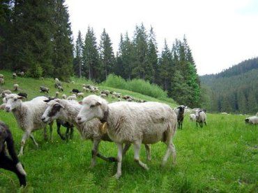 "Голубой язык" может поразить украинских овец