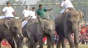 Непальские слоны вышли на футбольное поле