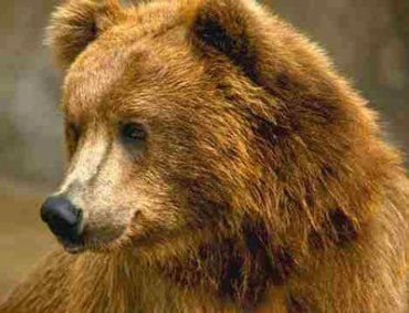 Медведь убежал из частного зоопарка на Украине