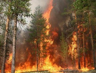 В Приморье полыхает крупный лесной пожар.