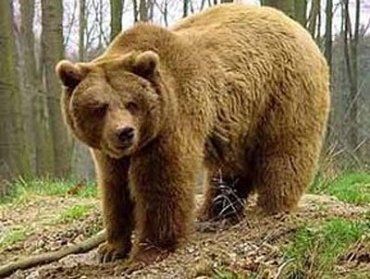 Карпатський ведмідь