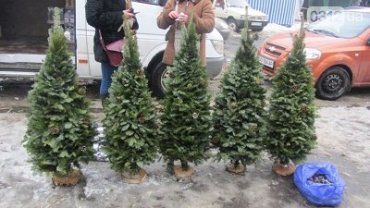 На "Пьяном базаре" в Ужгороде елки продают нелегально