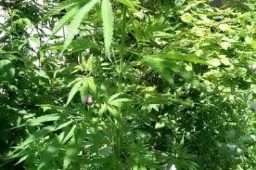 На Закарпатье правоохранители изъяли наркосодержащие растения