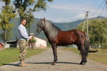 В течение 10 лет проводится конкурс лошадей гуцульской породы