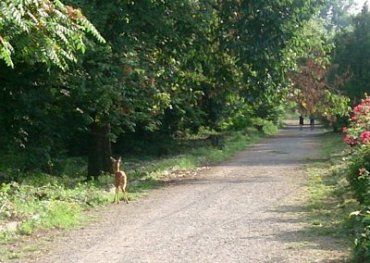 В ужгородском Боздошском парке живут олени