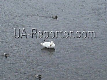 Одинокий лебедь плавает неподалеку от пешеходного моста в центре Ужгорода