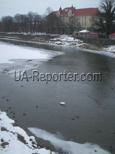 Самотній лебідь плаває неподалік від пішохідного моста в центрі Ужгорода