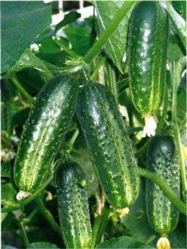 Огірки від ТМ "Маринад" вирощені в екологічно чистому середовищі - на Закарпатті