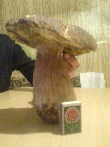 Василий Токач на Полтавщине нашел гриб-гигант