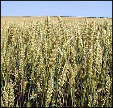 Три страны могут контролировать до 25% мирового зернового рынка