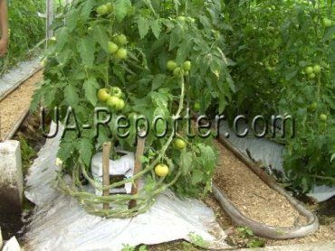 На Изянском тепличном комбинате собирают с гектара 400 т помидоров
